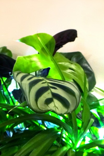 plantenrij-close-up