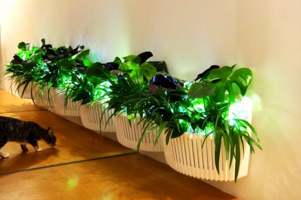 Plantenrij